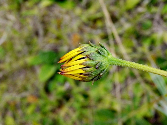 {Helianthus heterophyllus}